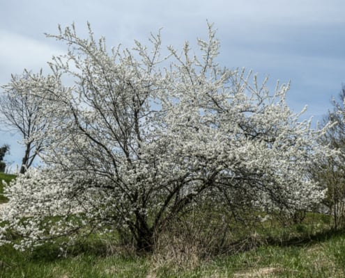 P1080239