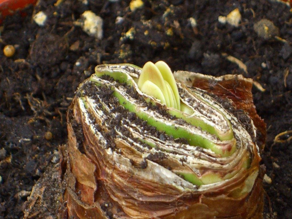 Schreiben im Advent: „Und Hoffnung blüht auf“