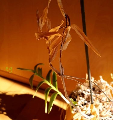 IMG-20190810-WA0002